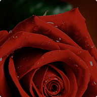 букет роз Розы 
