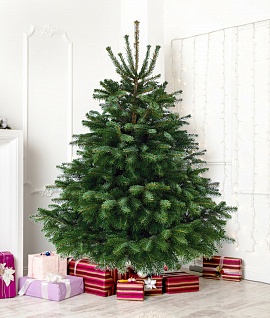Датская пихта Нордмана (Ёлка) 120-150 см